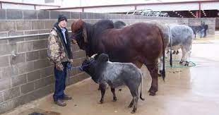 Mini Zebu Brahma Miniature Cow Breeds Mini Cows Miniature Cattle