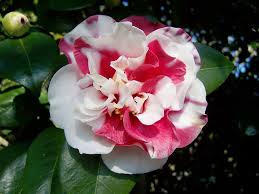We did not find results for: Hd Wallpaper Pink And White Camellia Flower In Bloom At Daytime Pink And White Flowers Wallpaper Flare