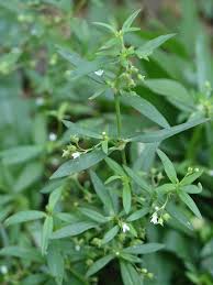 Image result for Oldenlandia capensis
