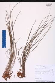 Image result for Vittaria guineensis