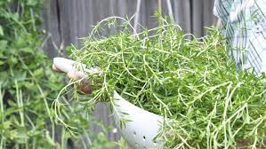 Check spelling or type a new query. How To Grow Thyme Kitchn