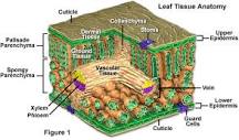 Molecular Expressions Cell Biology: Plant Cell Structure ...