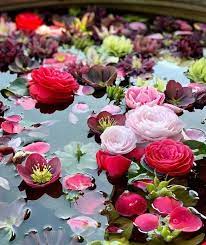 Our Indian Water Bowl Filled With Hellebore Orientalis And Pink Camellias Their Beautiful Colours Have Been Attracting Bees Petersham Flowers Decorating Blogs