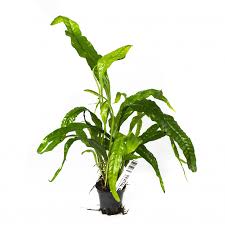 Image result for z p%u0159ednice jedovat 