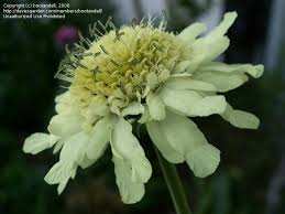 Image result for Cephalaria pungens