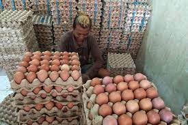 Agar telur kalkun dapat menetas menjadi anakan kalkun. Harga Telur Melonjak Pedagang Gorengan Berpaling Ke Telur Malaysia