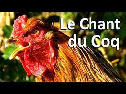 Parfois, cette aversion au bruit tourne au ridicule, comme lorsque des touristes logés au presbytère des bondons (lozère) demandent au maire de faire sonner les cloches plus tard le le coq maurice a eu de la chance. Chant Du Coq Brahma Perdrix Youtube