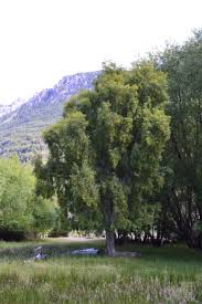 Image result for Maytenus chasei