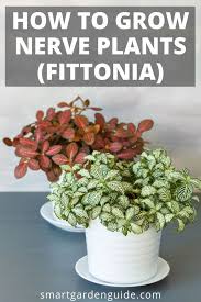 Nerve Plant Care Fittonia Grow Nerve Plants With Ease Top Tips For Growing Nerve Plants Fittonia Albivenis Fittoni Plants Plant Care Houseplant Plant Care
