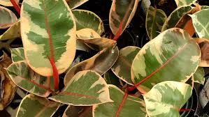 Allow the top inch or two of the soil to dry 'tineke' rubber tree. Indoor Plants That Will Purify The Air In Your Home Or Office Abc Everyday