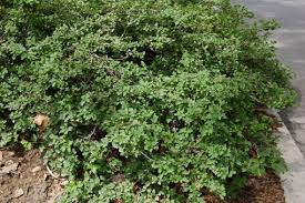 Alpine currant (ribes alpinum) is a small deciduous shrub in the gooseberry family that is characterized by trilobed leaves and dense green foliage. Ribes Montale Gardens