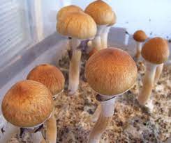 One is the golden teacher strain, the other is the ecuador strain. Psilocybe Cubensis Mycology Wiki Fandom