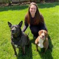 Plumtrees animal hospital a 65 newtown road, danbury, ct 06810 rescue helping to find loving homes for dogs, cats. Nicole Di Maria Customer Care Coordinator Behavior Vets Linkedin