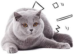 If your pet needs an expensive medical treatment or you're struggling to cover the cost of an appointment, discuss the situation if your pet has a serious medical condition, the most expensive treatment may not be the best course of action. Abc Veterinary Hospitals Vet In San Diego Pacific Beach Hillcrest Uptown