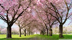 Hd wallpaper download for ipad and iphone widescreen. Most Beautiful Spring Wallpapers Top Free Most Beautiful Spring Backgrounds Wallpaperaccess