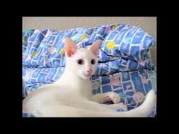 It is interesting to note that all siamese kittens are born white, and the color point darkens as they grow. Blue Point Foreign White Siamese Kitten Playing Cat Play Fight Yozora Otani Youtube