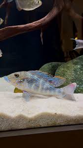 Image result for Psydrax richardsiae