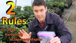 2 Rules When Are My Red Leaf Japanese Maple Seeds Ready To Pick For Ge Japanese Maple Japanese Red Leaves