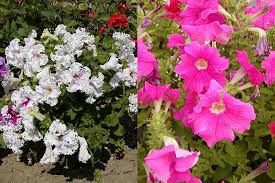 Image result for foto petúnie