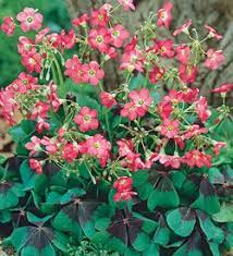 Maybe you would like to learn more about one of these? Oxalis Iron Cross Full Sun Won T Come Back Here 25 Bulb Flowers Spring Flowering Bulbs Container Plants