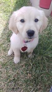 Pet names for 15-week-old furry friend