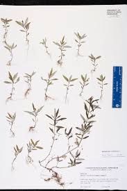 Image result for Oldenlandia corymbosa