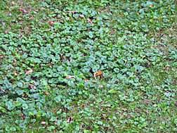 How to get rid of creeping charlie in my garden. Creeping Charlie It S War Home Garden Messagemedia Co