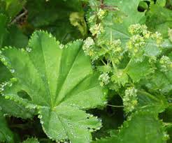 Image result for Alchemilla ellenbeckii