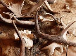 Several months later, the animals regrow their antlers from spring and who knows: It S Shed Hunting Time Pittsburgh Post Gazette