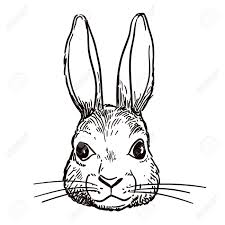 Des coloriages de lapins pour les enfants qui aiment les animaux. Vector Stylo Dessine A La Main Et A L Encre Noir Et Blanc Illustration De Caractere D Esquisse D Une Tete Portrait Lapin De Lapin Realiste Cru Element De Dessin De La Face De Lievre