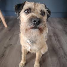 Image result for border teriér