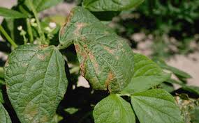 Check spelling or type a new query. Bean Diseases And Pests Description Uses Propagation