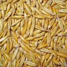 Image result for Avena sativa