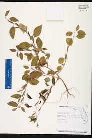 Image result for Corchorus aestuans