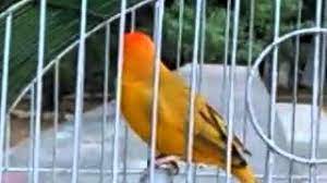 Check spelling or type a new query. Descargar Mp3 Canto De Canario Criollo Gratis Mp3bueno Site