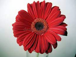 Deep Red Gerbera Flower Top View Close Up On Green Background Deep Red Gerbera Aff Top View Close Flower Deep Gerbera Flower Gerbera Flower Tops