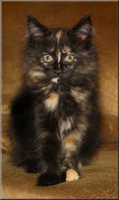 Pin By Hannah On Kittens Cute Cats Cats Kittens
