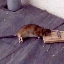 Das wichtigste ist erst einmal ihren zugang herauszufinden und diesen zu. Ehepaar In Hamm Hat Ratten Auf Und Unter Der Terrasse Wer Muss Sich Darum Kummern Hamm
