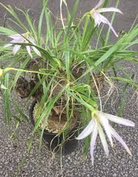 Image result for Xerophyta trichophylla