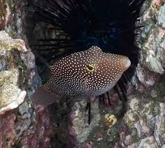 Image result for Zornia punctatissima