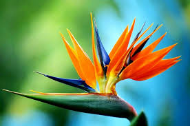 Bird Of Paradise Flower Meaning In Hindi Bird Of Paradise Flower Birds Of Paradise Flower Birds Of Paradise Plant Birds Of Paradise