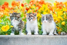 All about cats, cat care, cat health, cat behavior and more! Should I Get A Kitten Or Adopt An Older Cat Choosing The Right Cat For You