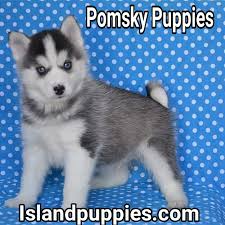 Browse cute pups for sale listed near you. Island Puppies Reviews Testimonials Voted 1 By Customers Nationwide