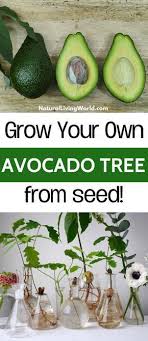 Gardening Avocado Tree From Seed Avocado Tree Grow Avocado Avocado Plant