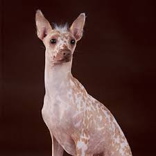 The skin is soft and pliable. Peruanischer Nackthund Wisdom Panel German