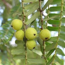 We found that heavenlyindia.com is poorly 'socialized' in respect to any social network. Amla The Heavenly Fruit Of India Everest Ayurveda