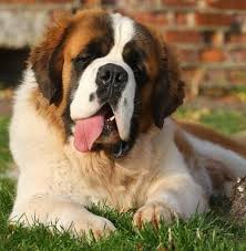 pin na doske zhivotnye