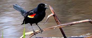 The female also sings, typically a scolding chatter chit chit chit chit chit chit cheer teer teer teerr. Red Winged Blackbird Backyard Birds Wild About Birds