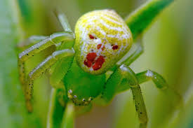 In relation to other species of spiders, wolf spiders have large eyes and excellent vision. A Bright Green Clown Face Spider Bears A Startling Resemblance To The Clown In Stephen Kings 1990 Hit Film It Spider Crab Spider Insects