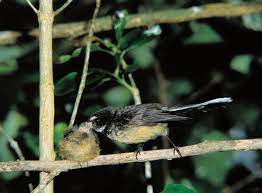 Silence Of The Fantails New Zealand Geographic